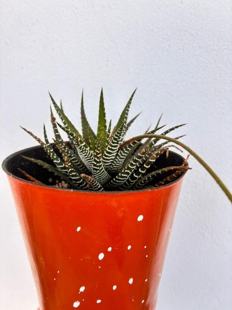 Can this plant be grown indoors?