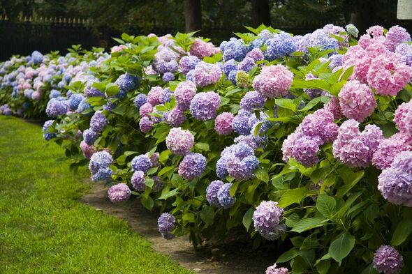 Hydrangea Hydrangea