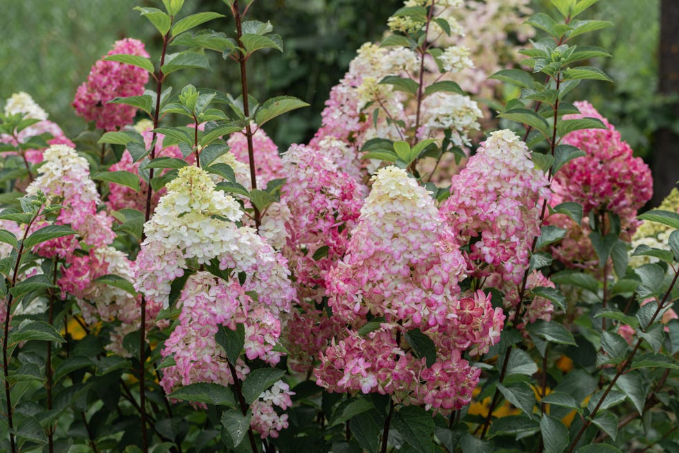 hydrangea paniculata sort fraise melba hydrangea with pink flowers blooms in the garden in summer. high quality photo