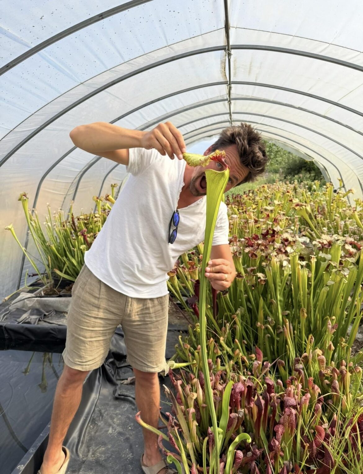 Throwback to this July when I got to see the tallest Sarracenia in person. Throwback to this July when I got to see the tallest Sarracenia in person.