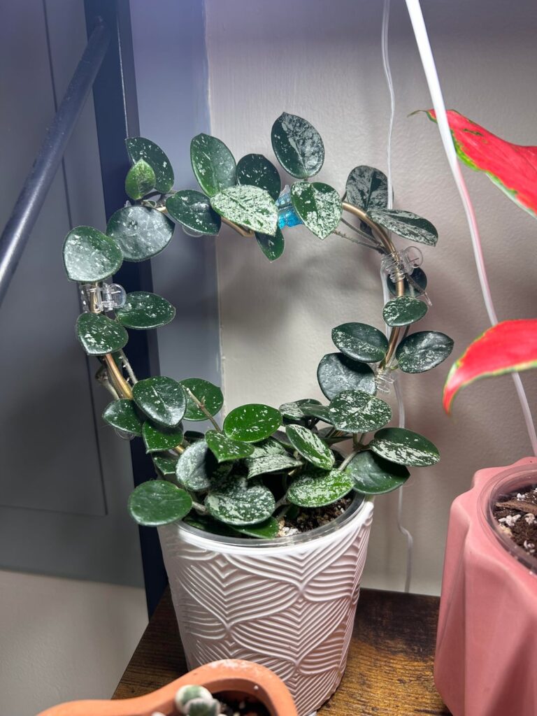 3 month progress of my mathilde splash from Lowe’s