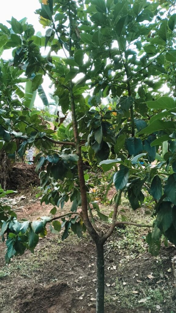 How should I prune this avocado tree to control height? How should I prune this avocado tree to control height?