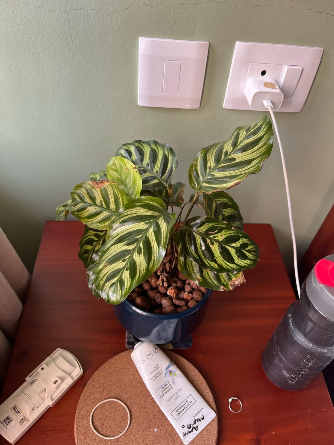 Am I over watering or under watering? 🥲 Am I over watering or under watering? 🥲