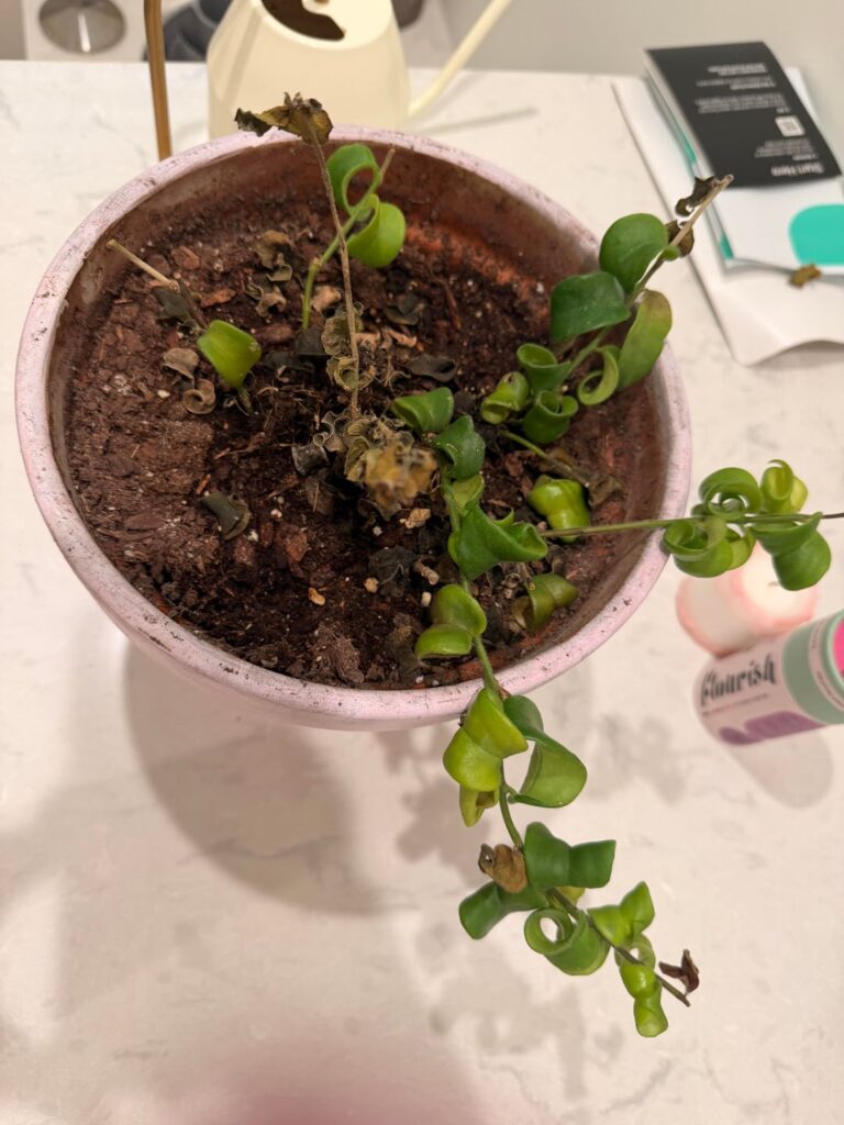 how do i save this plant?