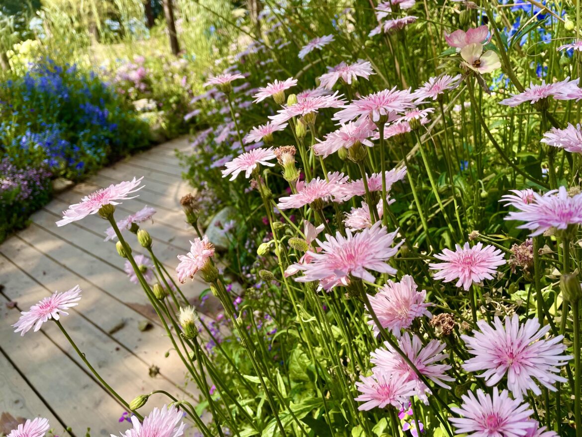 Found these lovely Pink Hawkweeds. They look like pink dandelions