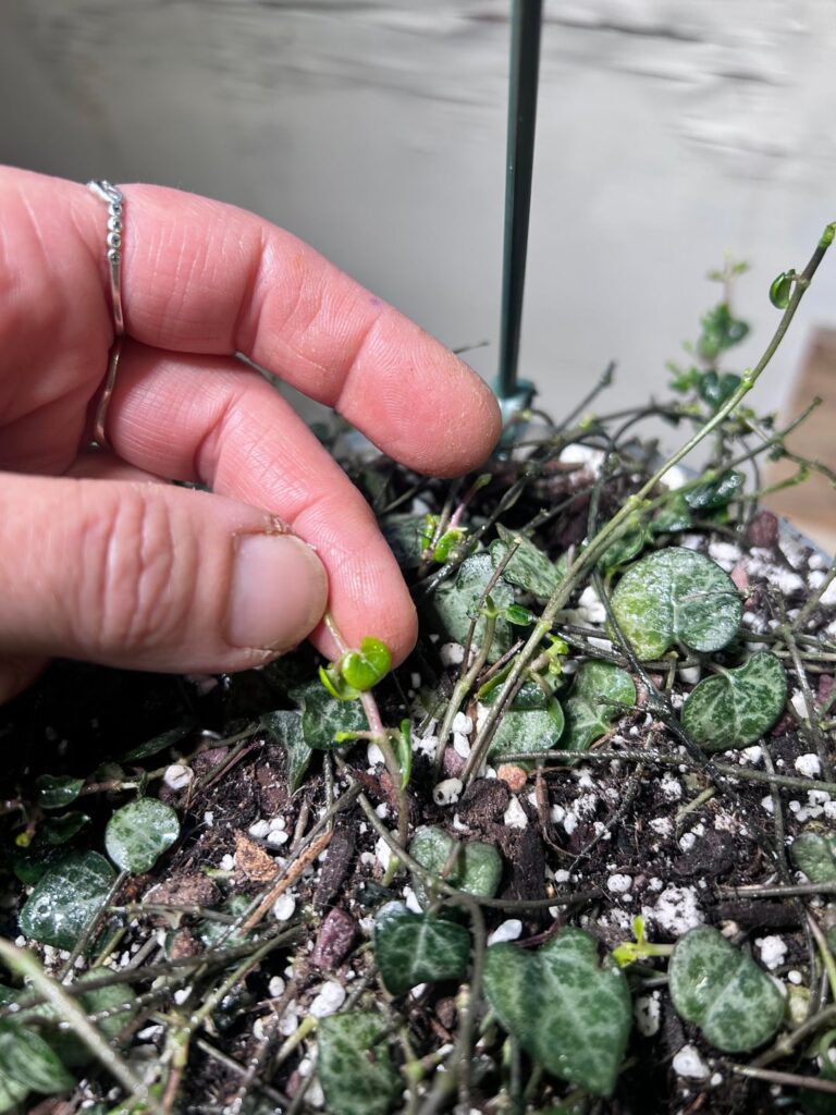 ok this is we’re i may have to do something drastic like chop the whole plant