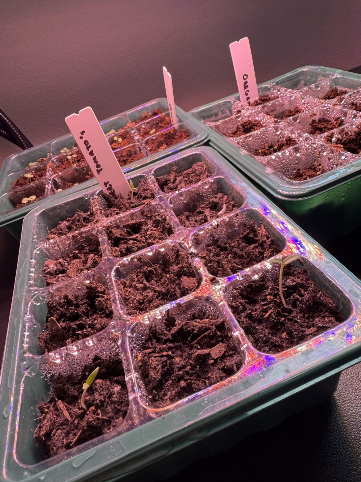 Very light spidery mold??