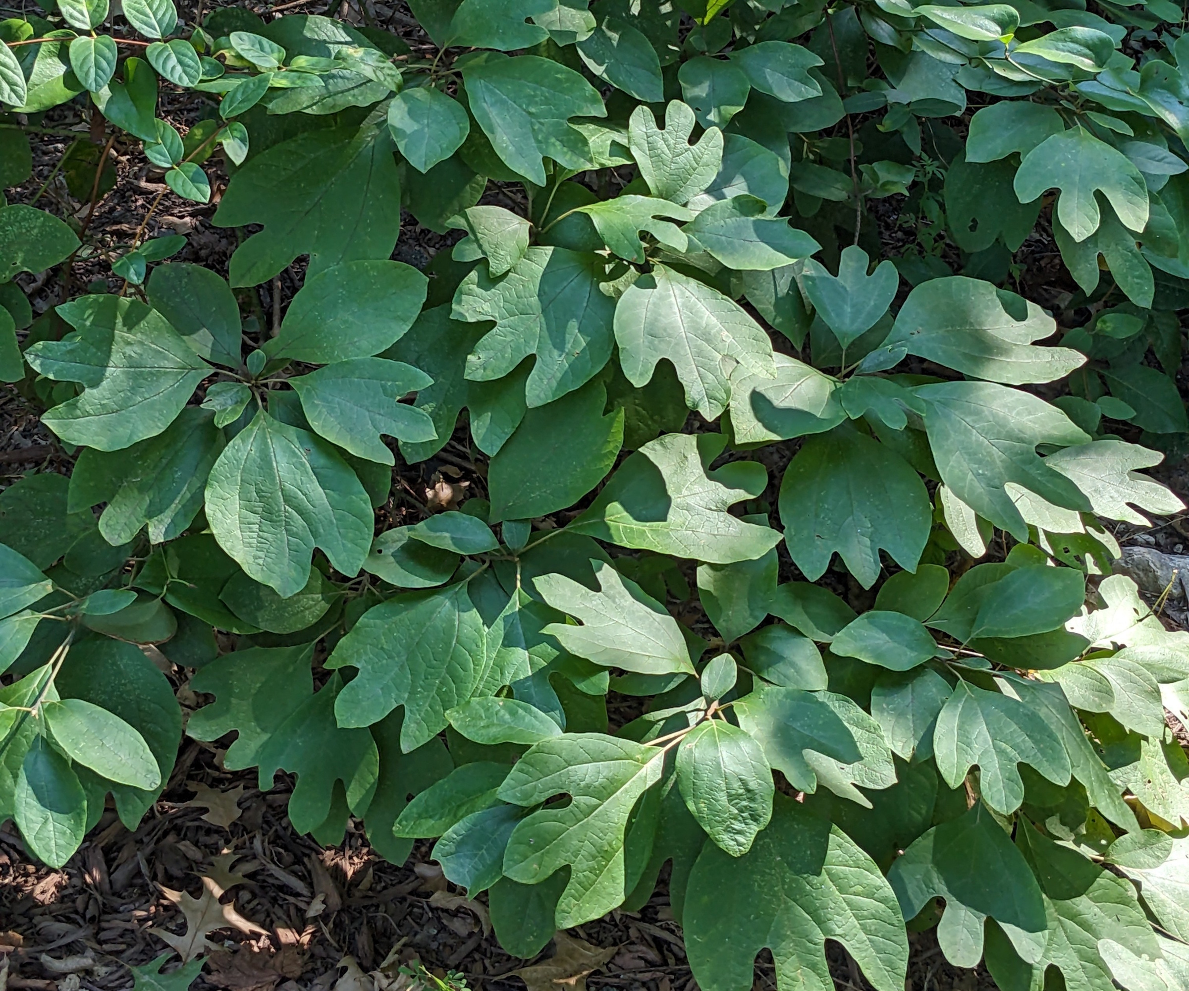 Green leaves of sassafras growing in a garden