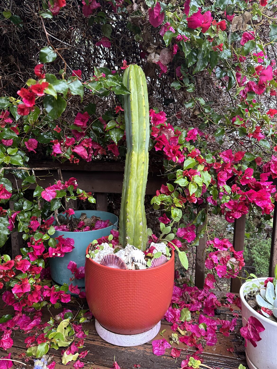 Meet Frank, my San Pedro Meet Frank, my San Pedro