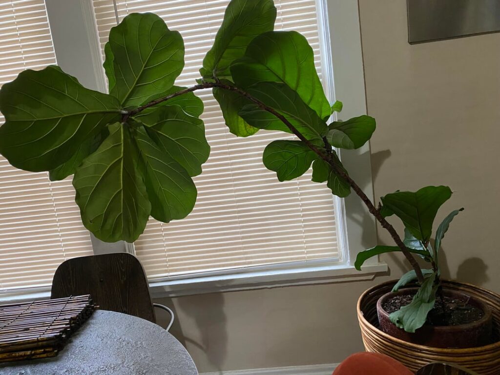 Should I try to force this plant straight?