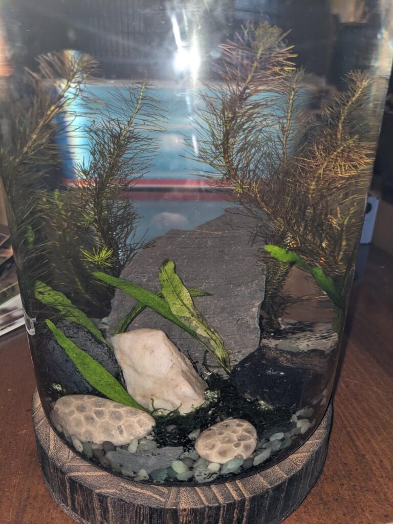 First ever freshwater jar - 1.2 gallons