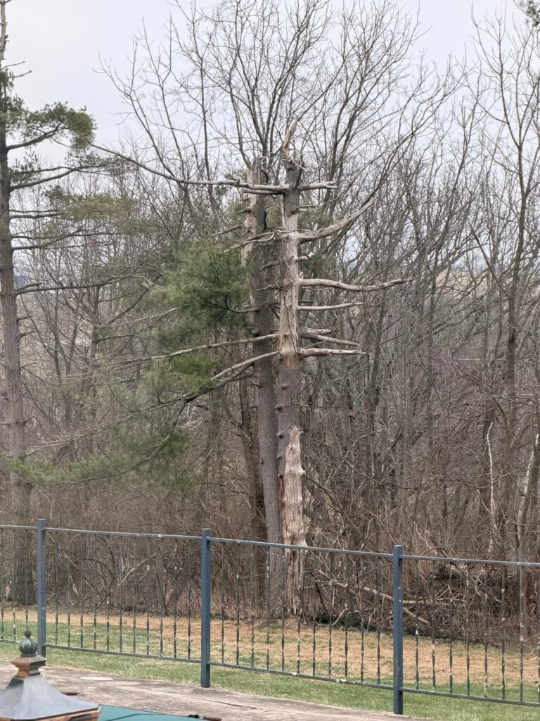 What’s killing my trees?