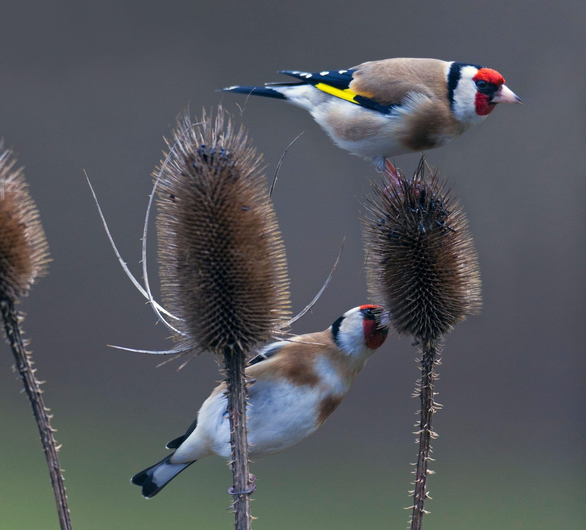 This is an undated stock photo of goldfinch feeding on teasel seedheads. See PA Feature GARDENING New Year. WARNING: This picture must only be used to accompany PA Feature GARDENING New Year.