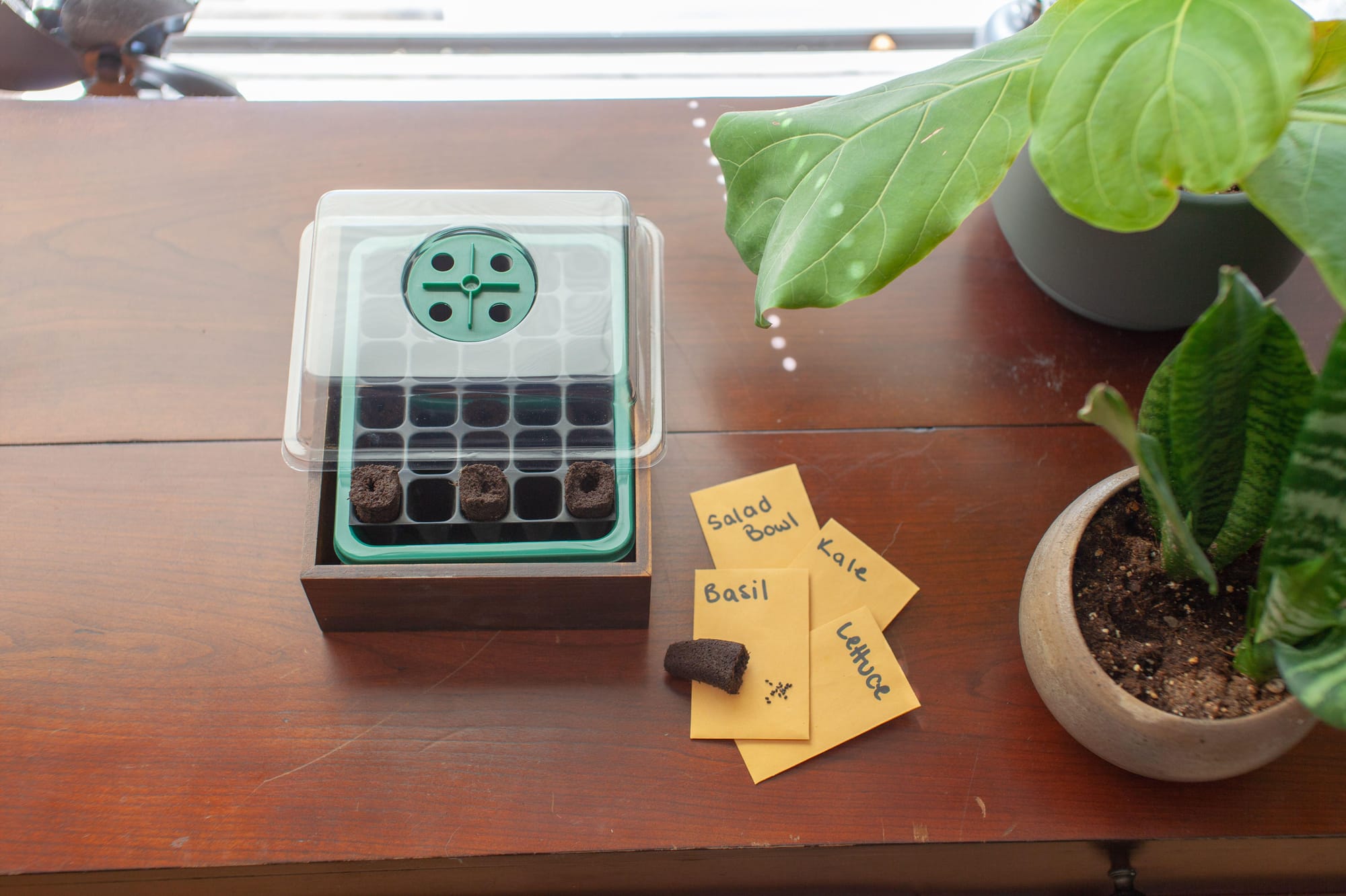 This is an undated stock photo of a seed tray with a lid indoors. See PA Feature GARDENING Advice Seeds. WARNING: This picture must only be used to accompany PA Feature GARDENING Advice Seeds.