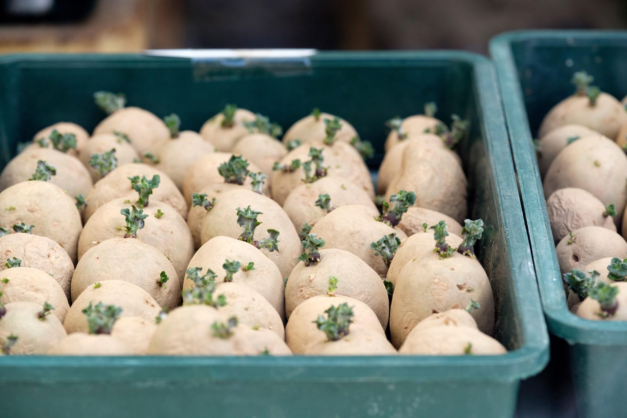 This is an undated stock photo of someone sowing broad beans. See PA Feature GARDENING Jobs. WARNING: This picture must only be used to accompany PA Feature GARDENING Jobs.