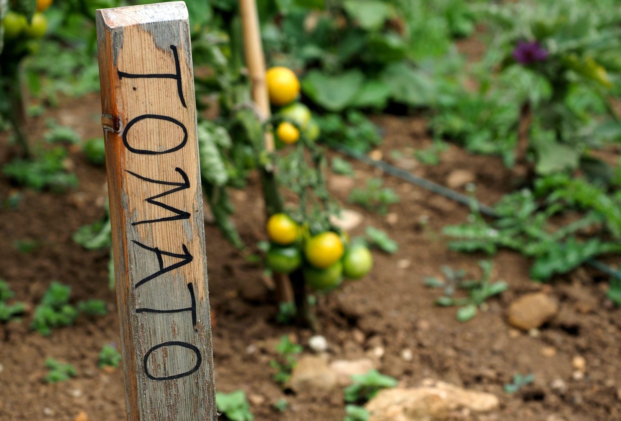This is an undated stock photo of tomatoes growing outside. See PA Feature GARDENING New Year. WARNING: This picture must only be used to accompany PA Feature GARDENING New Year.