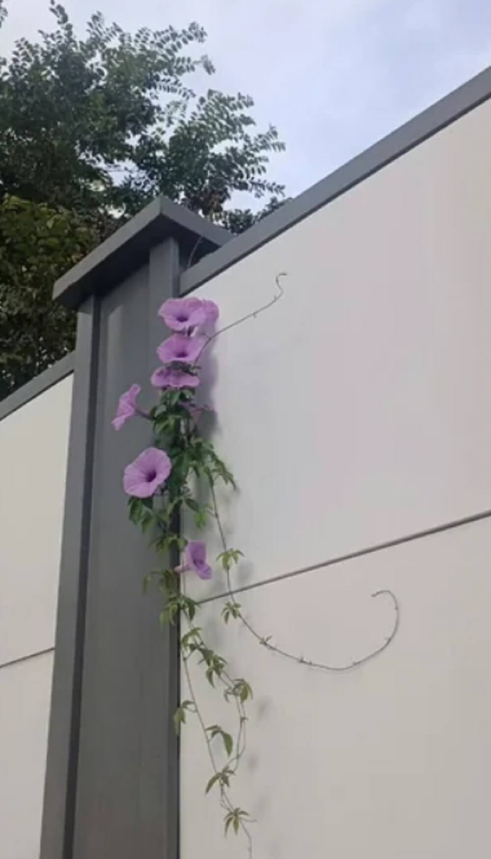A user on the r/gardening subreddit posted a concerning photo of their neighbor's invasive plant that was creeping over the wall between their properties.