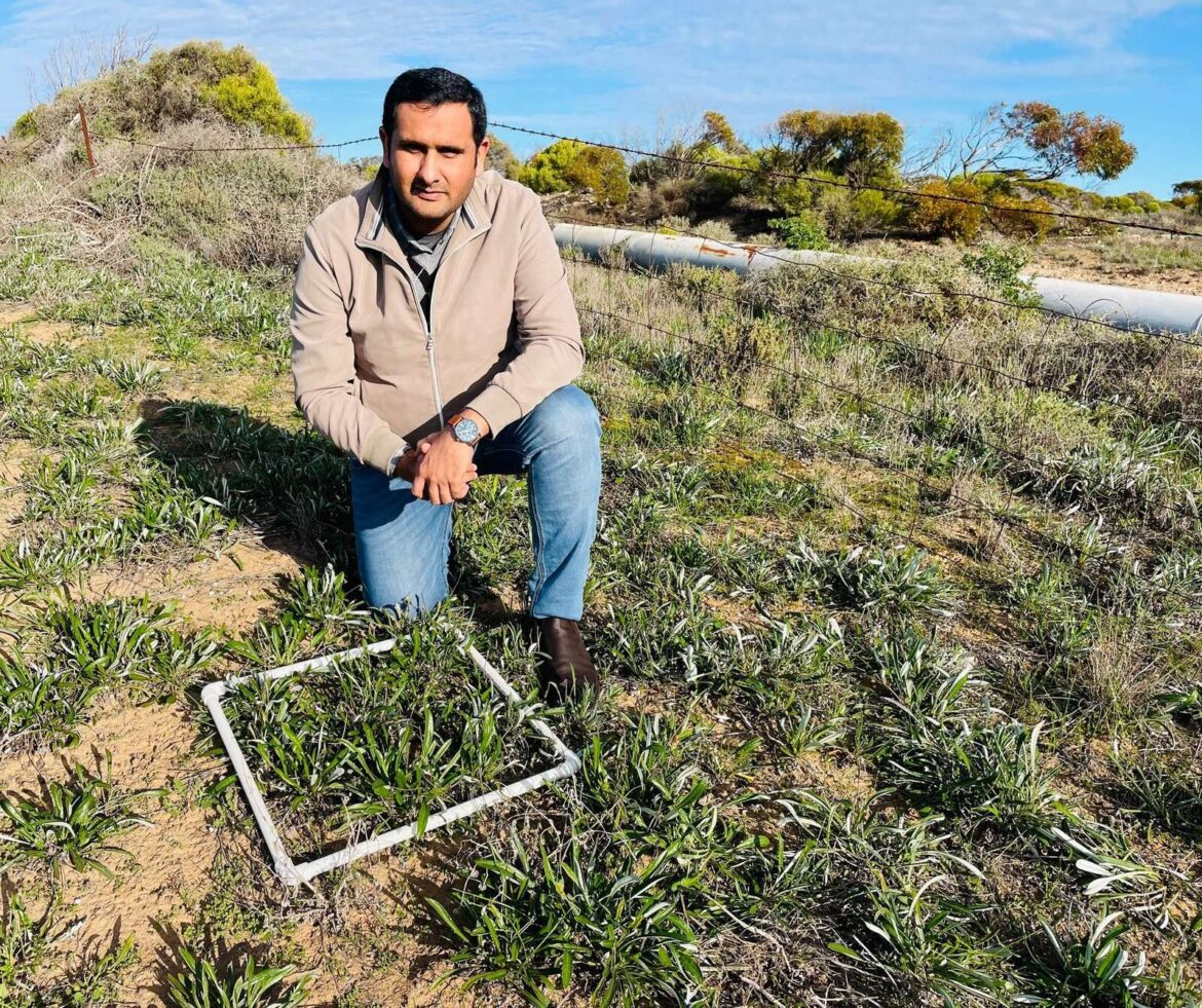 Garden beauty turns into paddock pain