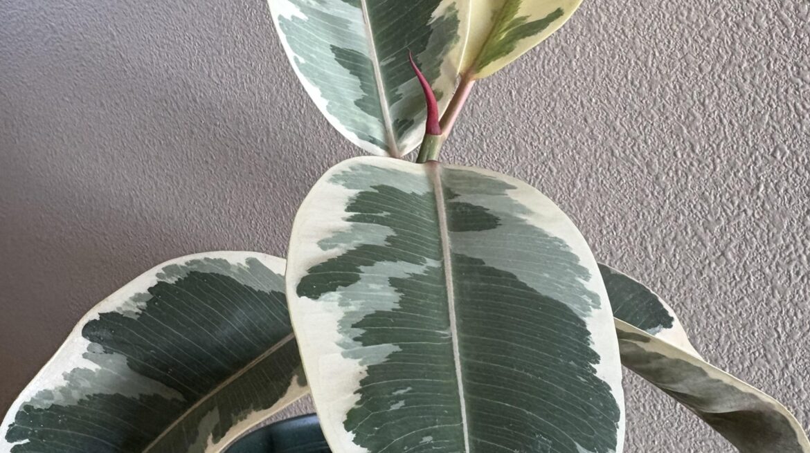 Dakota Gardener: Take Another Look at Ficus Trees