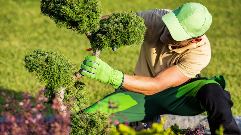 Gardener in brown polo shirt and green hat trims a bush in a garden