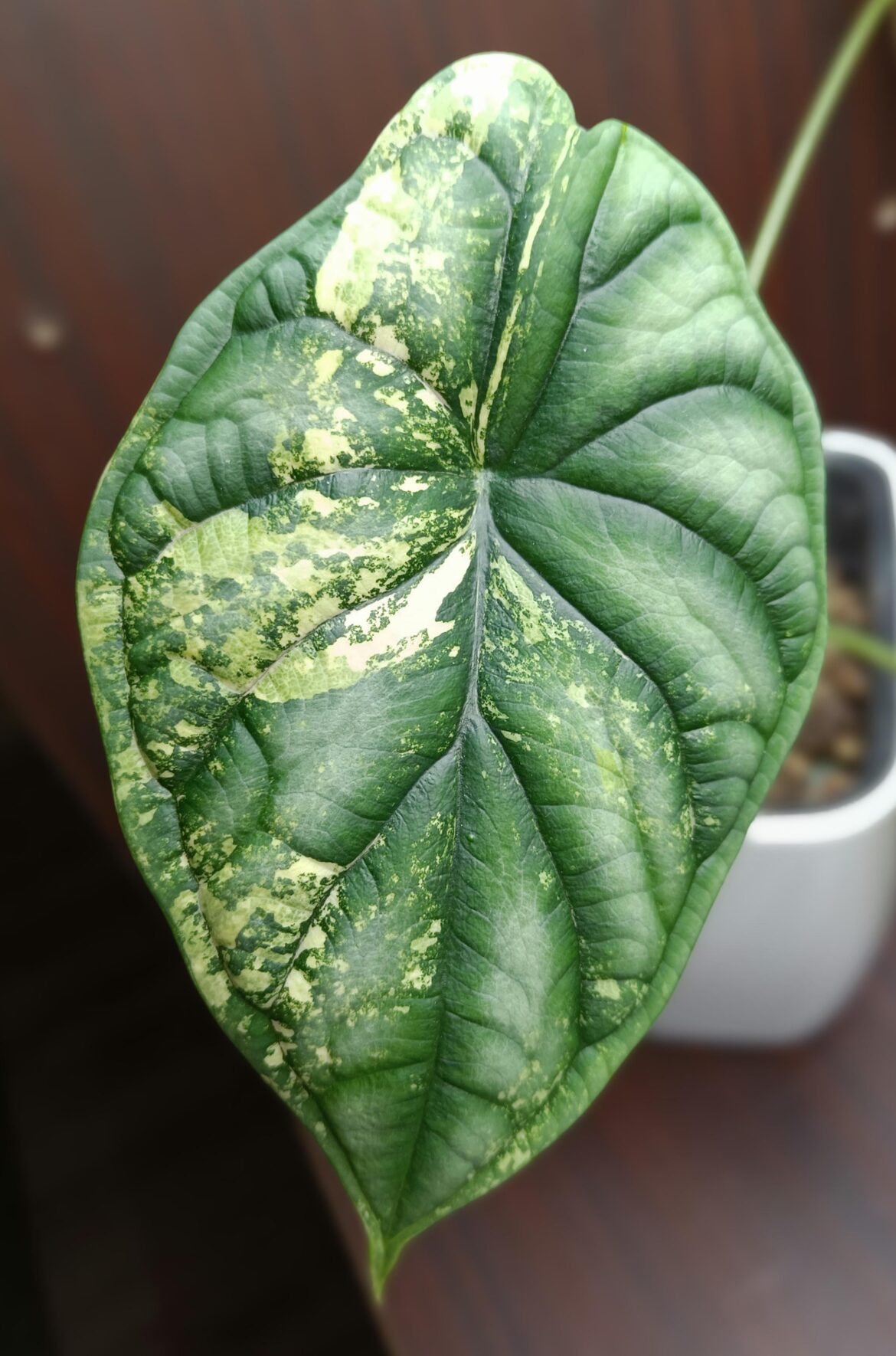 Update: second leaf on my variegated Alocasia Dragon Scale
