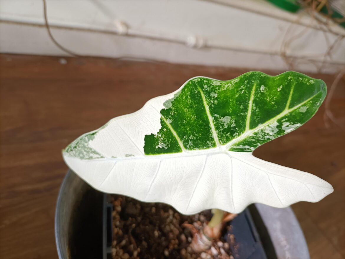 New leaf on the Frydek