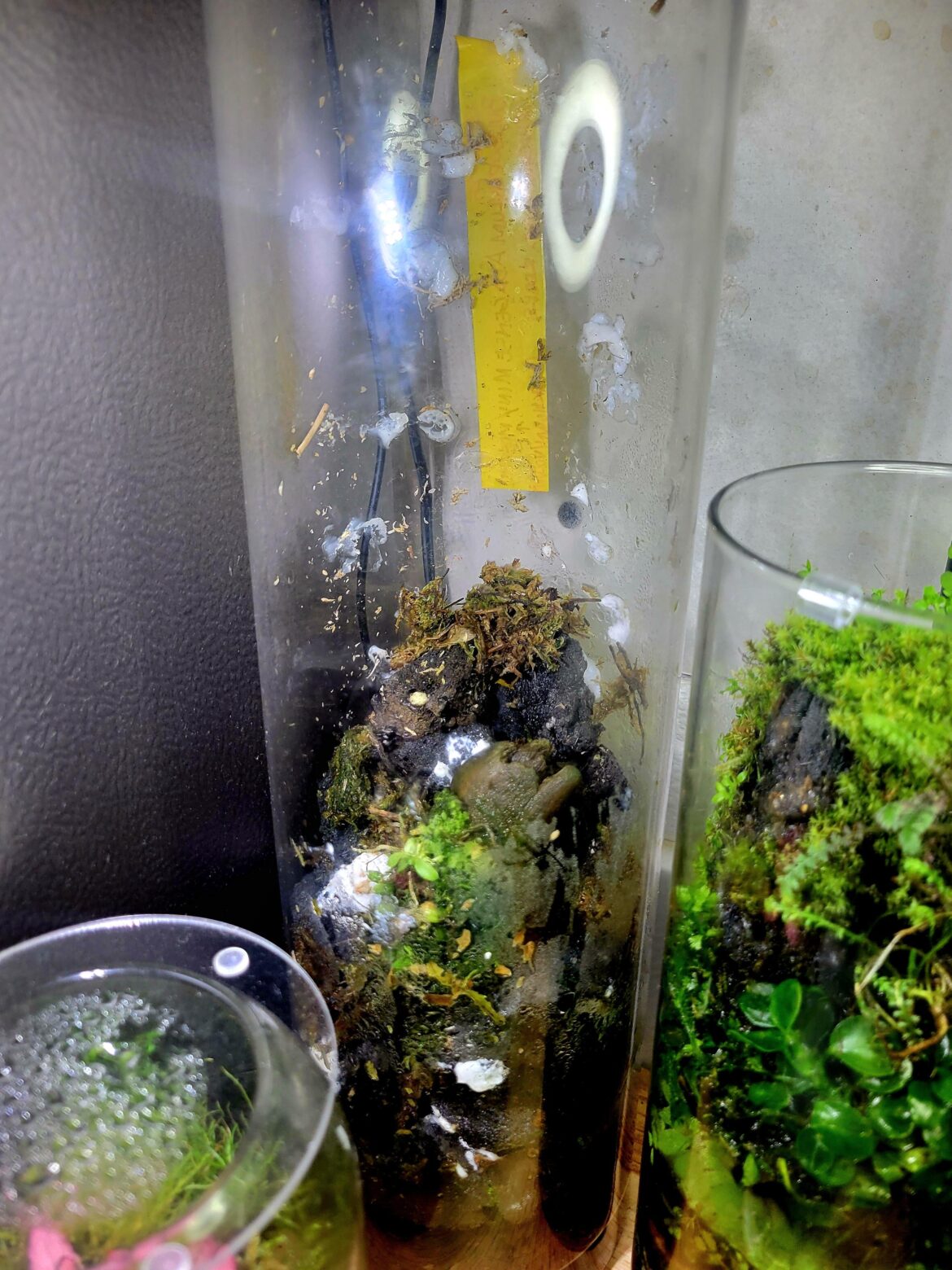 Experience using mortar backgrounds in jar terrariums?