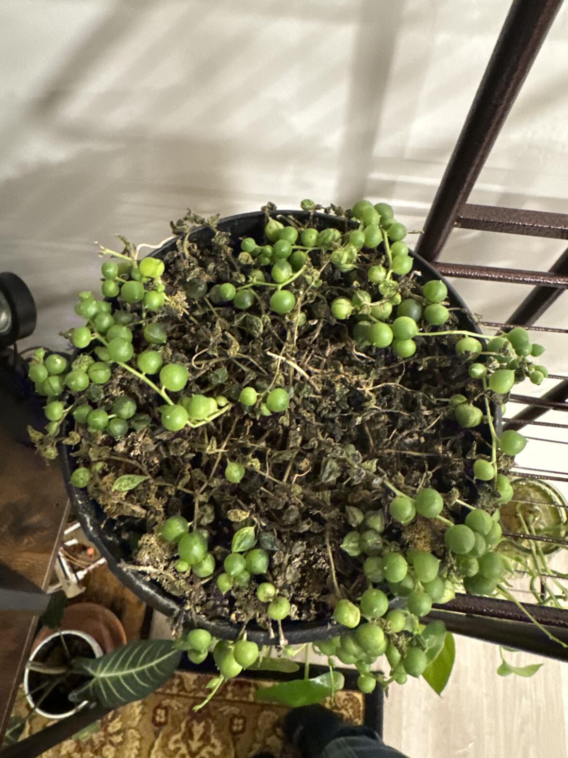 Can I keep my string of pearls alive? Can I keep my string of pearls alive?