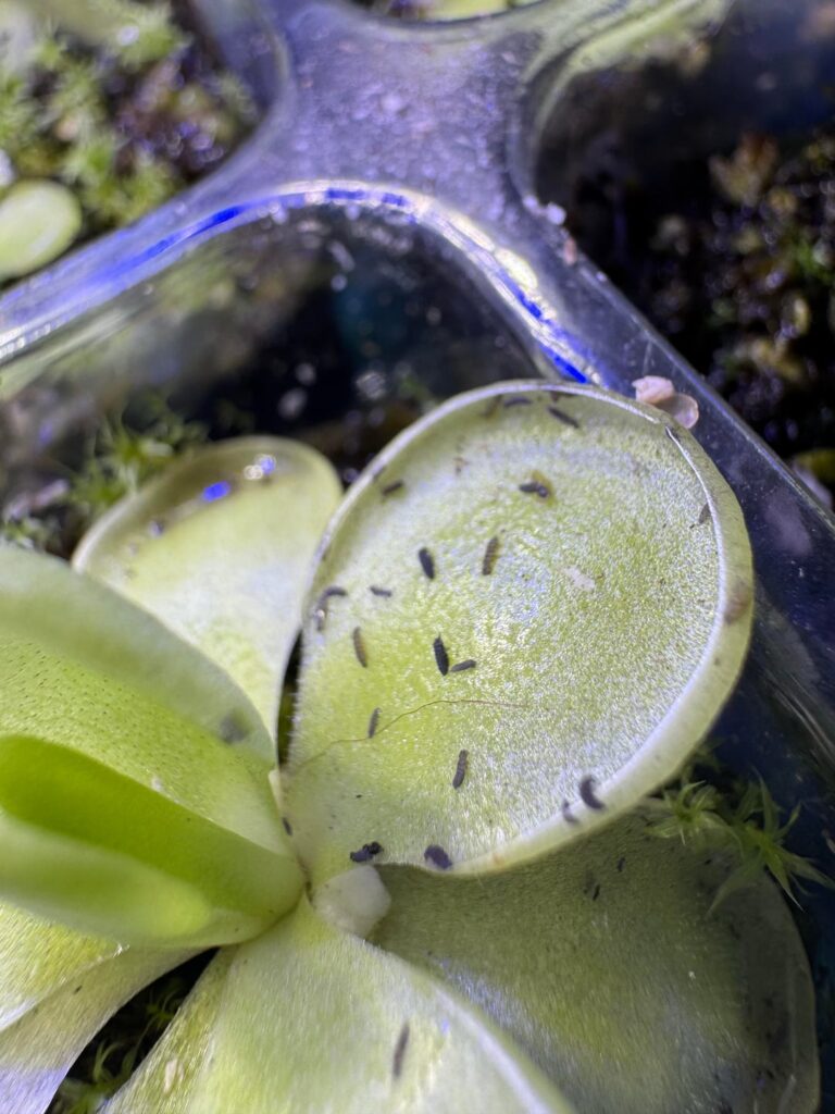 Help with possible infestation?