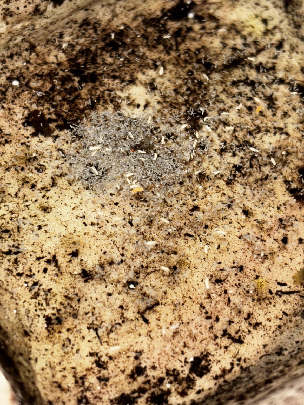 Springtails or something else? Springtails or something else?