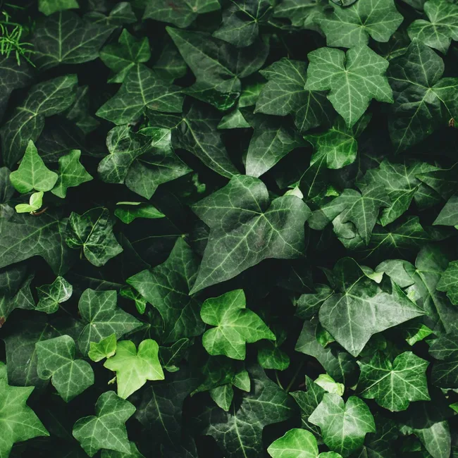 ivy growing over a wall