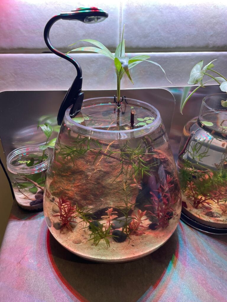 Someone stop me from buying jars