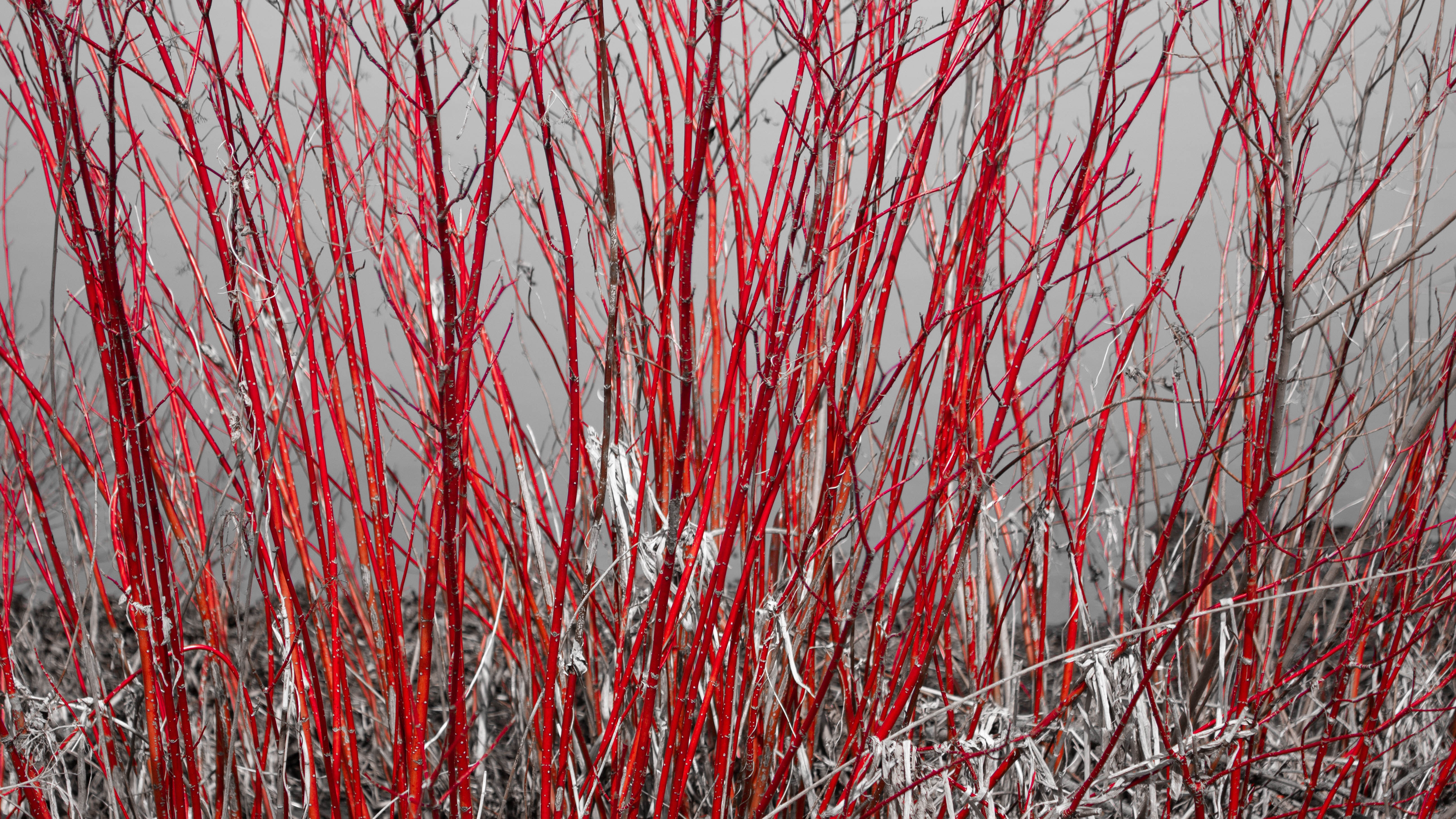 Red twig dogwood