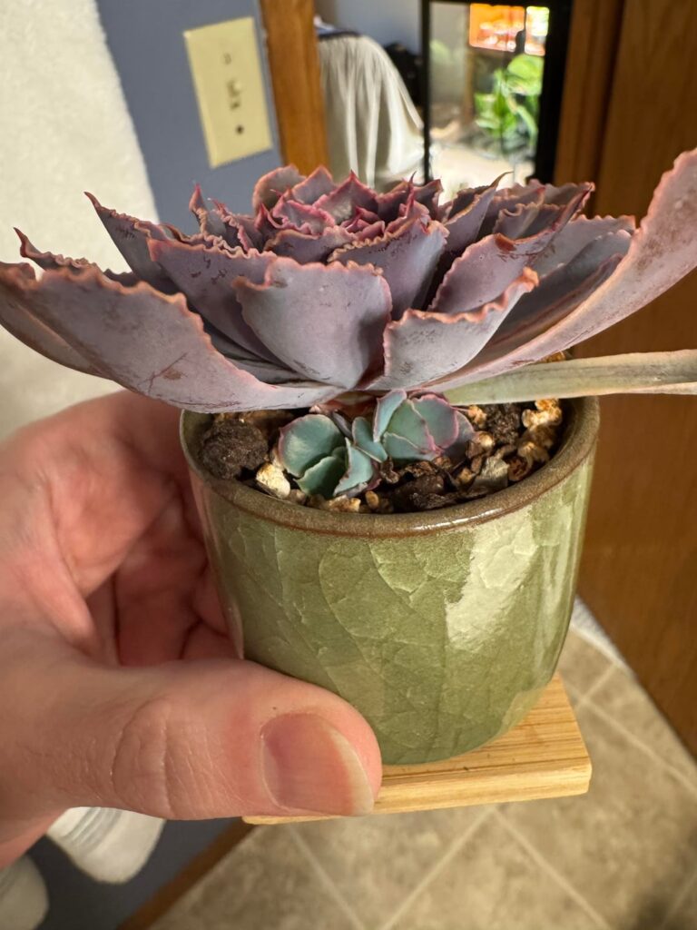 Neon Breakers - are we having twins?