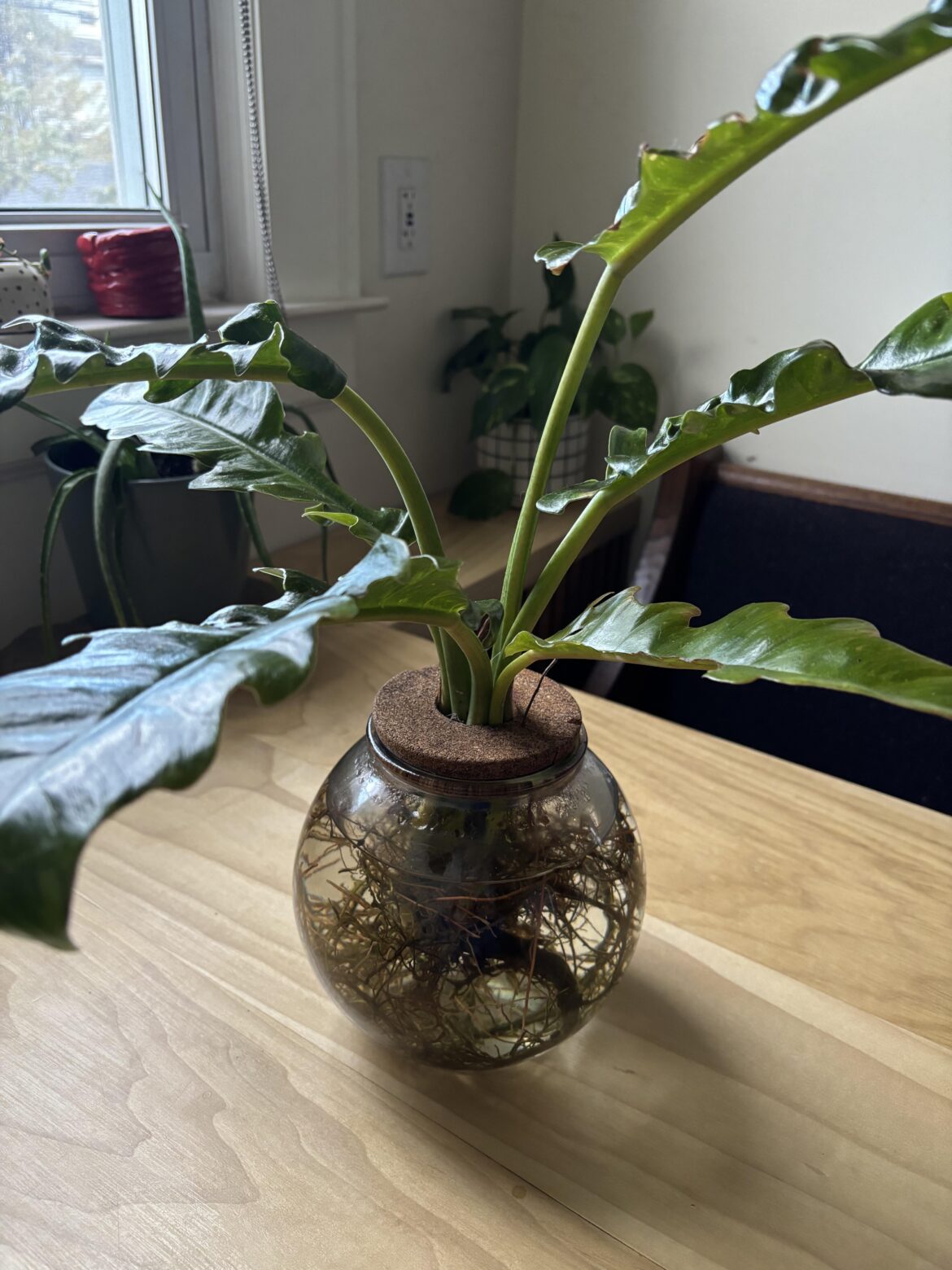How often to change water for plant growing in it?