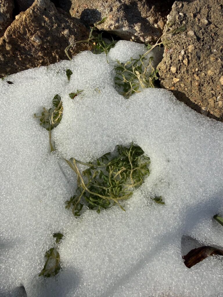 Are my poppies cooked?