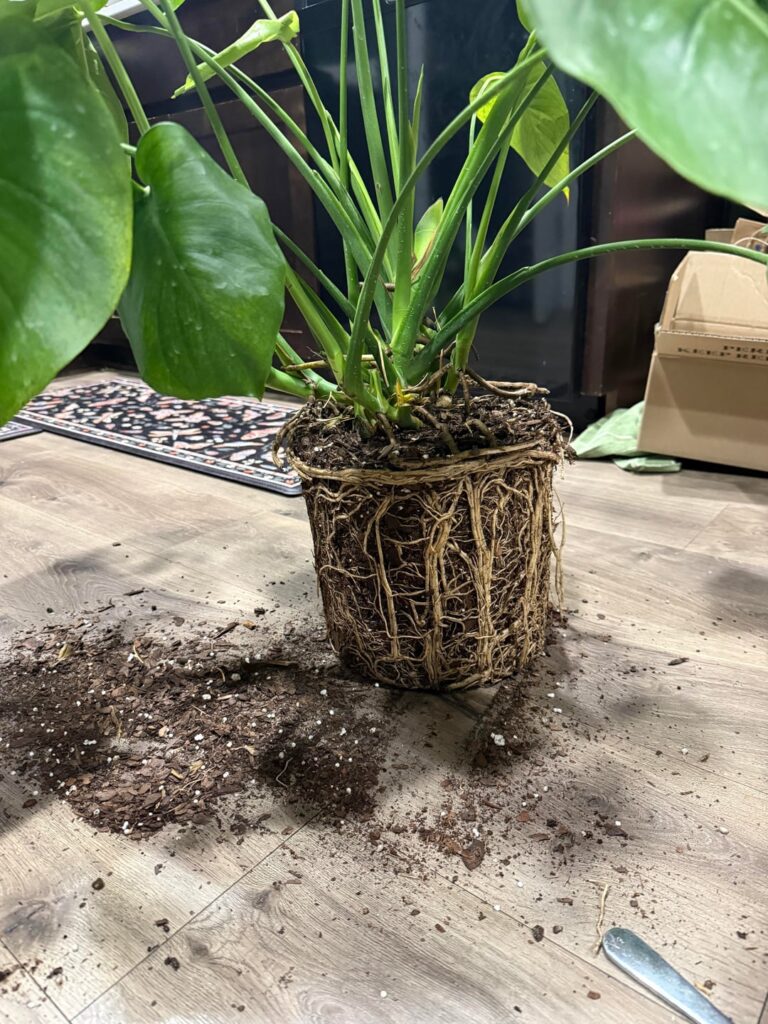 Too many Monstera, update!