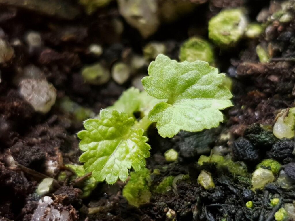 Teeny Ipomoea bullata