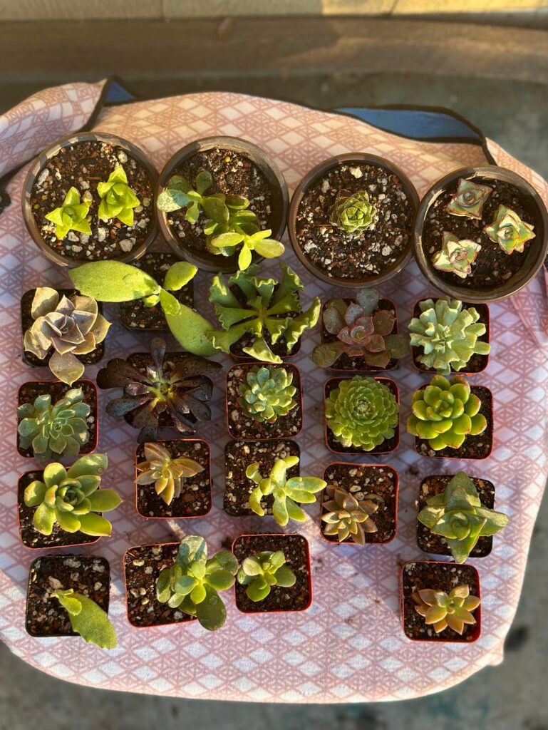 I ordered succulents off of Amazon for the first time