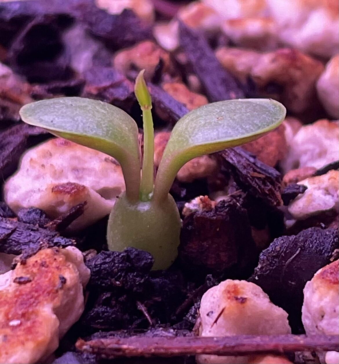 Volunteer seedling needing identification , looks caudiciform. Any ideas?