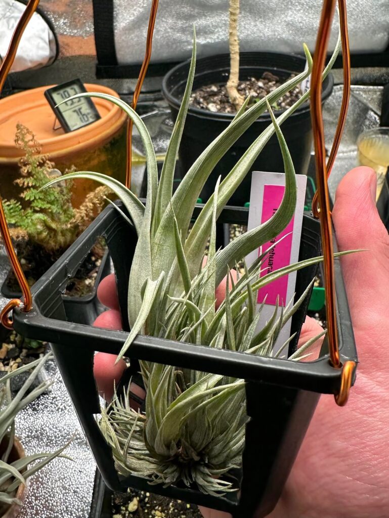 Tehuacana care advice? Tehuacana care advice?