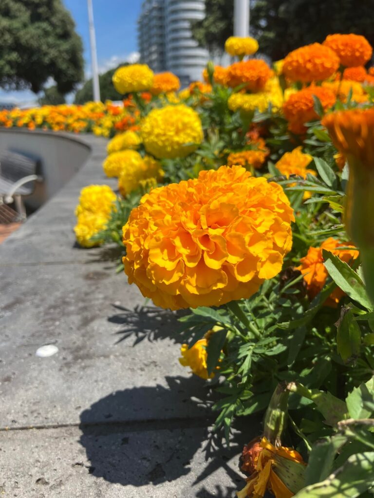 Marigolds at our city :)