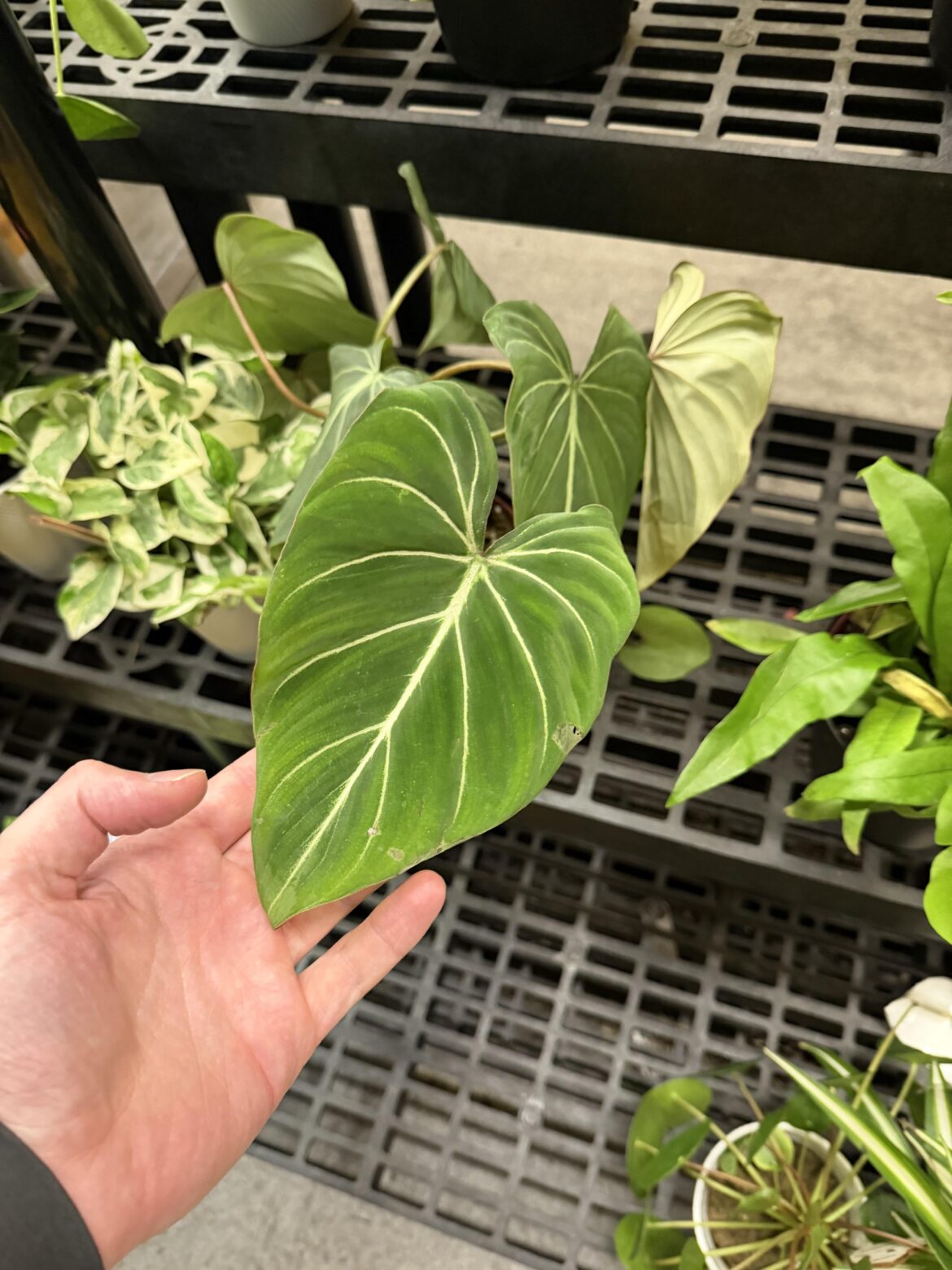 Rare plant find at grocery store