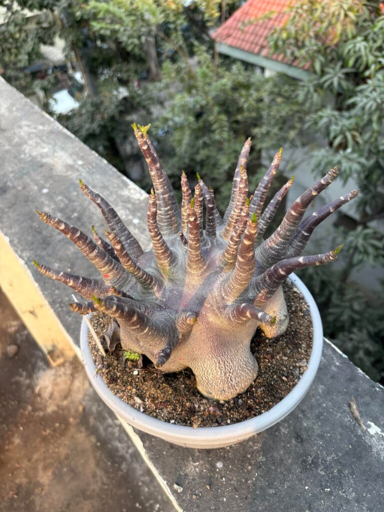 Tired of repotting this🥲. Last pic from June last year!