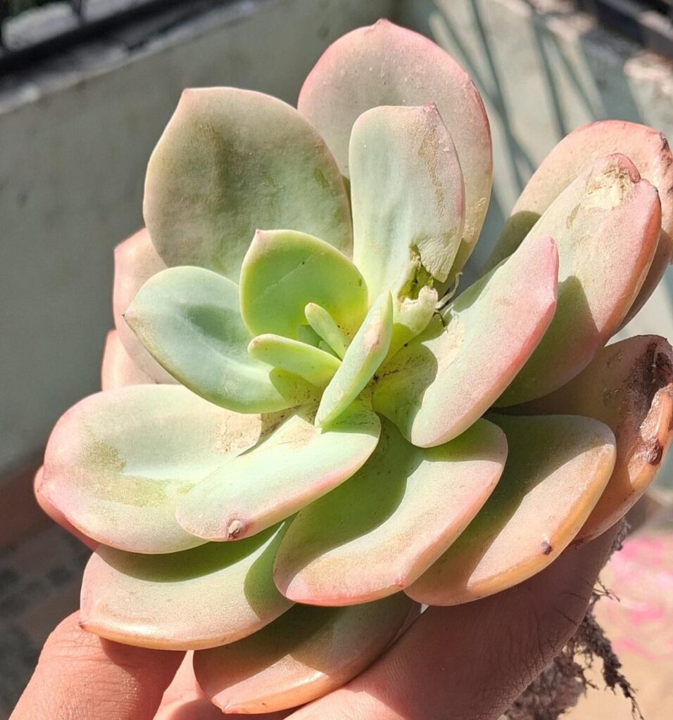ID help