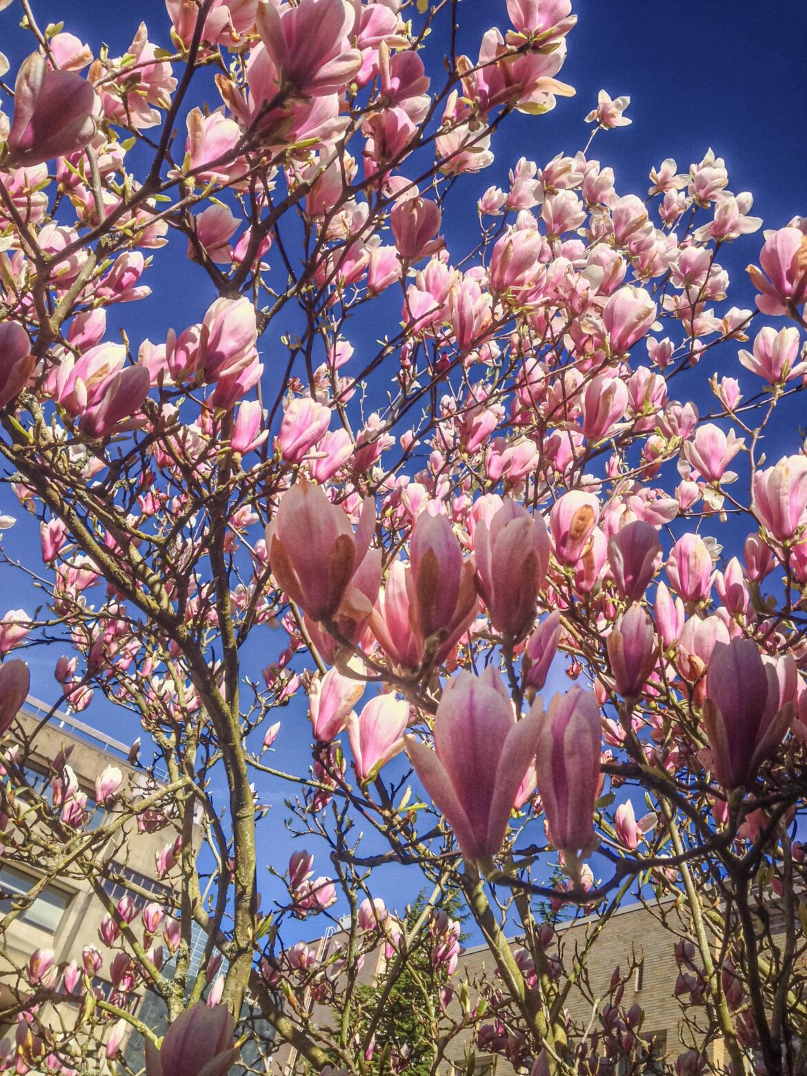 [OC] Magnolia soulangeana (saucer magnolia)