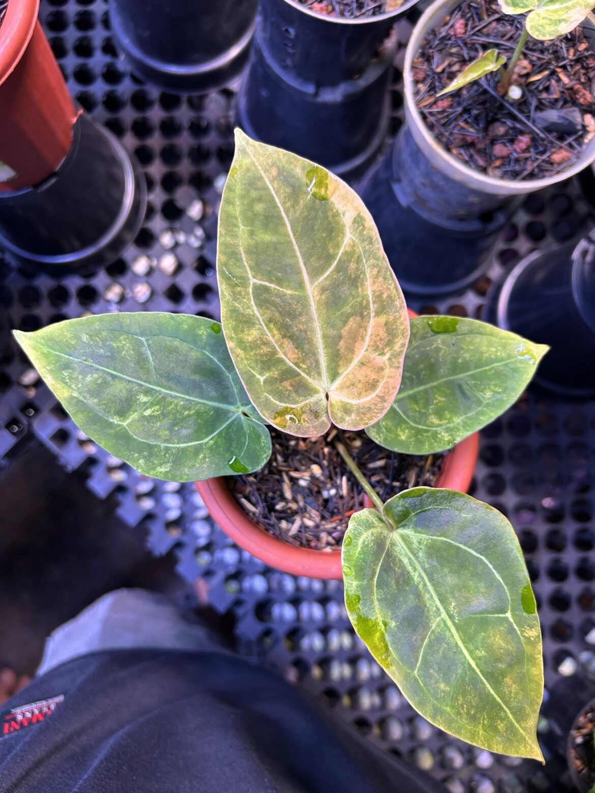 Anthurium Dressleri Indo Type