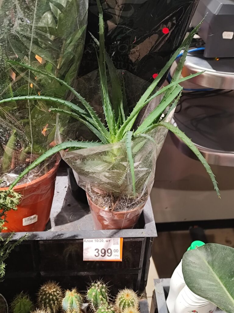 You wouldn't pirate an aloe (≈10$)!