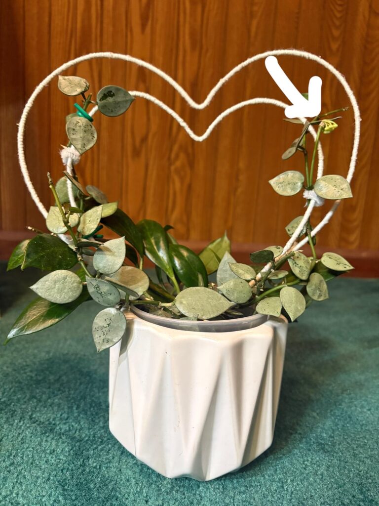 My first bloom of the year!