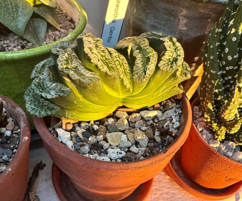 Genbu enjoying the golden sun of a new years day